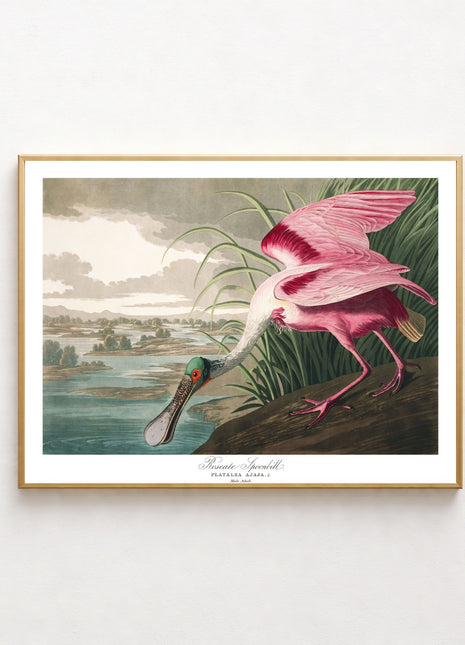 Roseate Spoonbill  Vintage Print — From John James Audubon’s Birds of America (1827–1838). Unframed