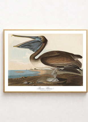 Brown Pelican Vintage Print — From John James Audubon’s Birds of America (1827–1838). Unframed