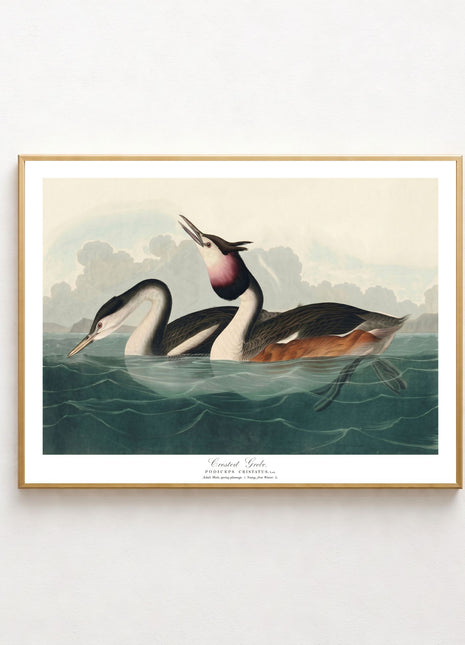 Crested Grebe Vintage Print — From John James Audubon’s Birds of America (1827–1838). Unframed