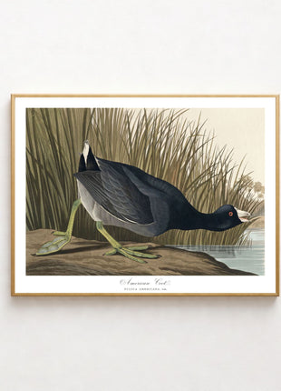 American Coot Vintage Print — From John James Audubon’s Birds of America (1827–1838). Unframed