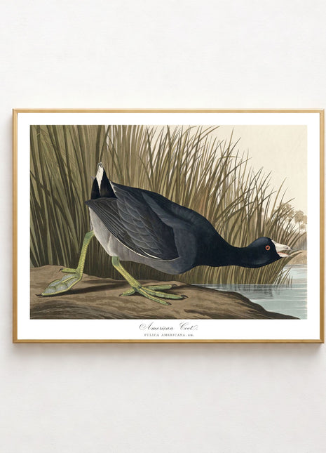 American Coot Vintage Print — From John James Audubon’s Birds of America (1827–1838). Unframed