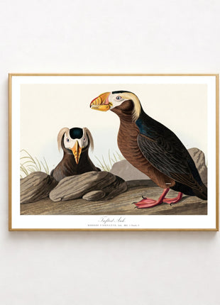 Tufted Auk Vintage Print — From John James Audubon’s Birds of America (1827–1838). Unframed