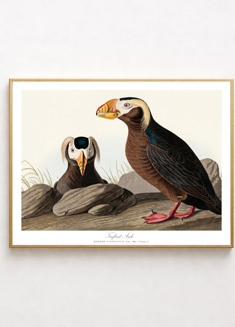 Tufted Auk Vintage Print — From John James Audubon’s Birds of America (1827–1838). Unframed