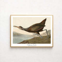 Collection image for: John James Audubon