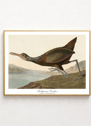 Scolopaceus Courlan Vintage Print — From John James Audubon’s Birds of America (1827–1838). Unframed