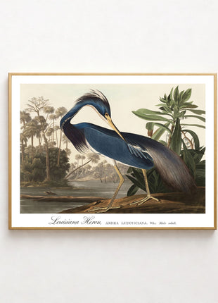 Louisiana Heron Vintage Print — From John James Audubon’s Birds of America (1827–1838). Unframed