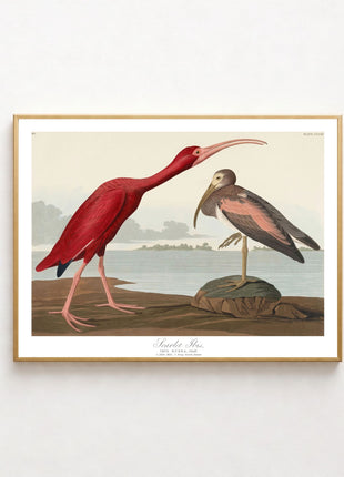 Scarlet Ibis Vintage Print — From John James Audubon’s Birds of America (1827–1838). Unframed