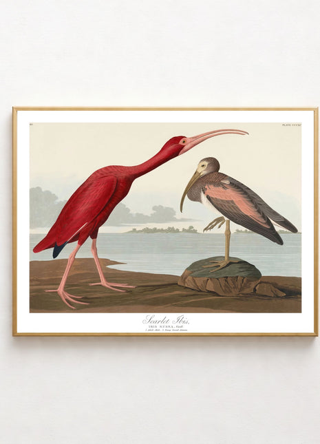Scarlet Ibis Vintage Print — From John James Audubon’s Birds of America (1827–1838). Unframed