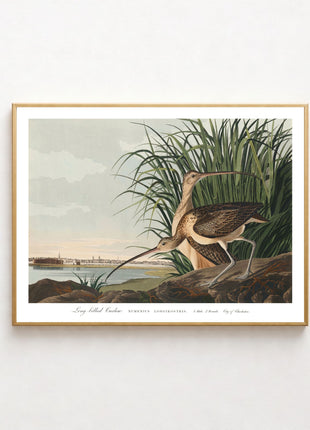 Long-billed Curlew Vintage Print — From John James Audubon’s Birds of America (1827–1838). Unframed
