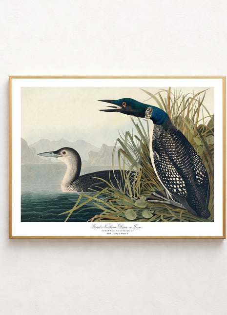 Great Northern Diver, or Loon Vintage Print — From John James Audubon’s Birds of America (1827–1838). Unframed