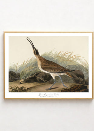 Great Esquimaux Curlew Vintage Print — From John James Audubon’s Birds of America (1827–1838). Unframed