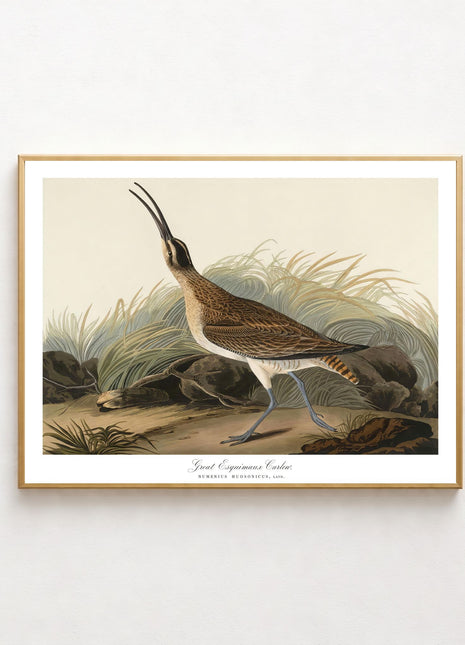 Great Esquimaux Curlew Vintage Print — From John James Audubon’s Birds of America (1827–1838). Unframed