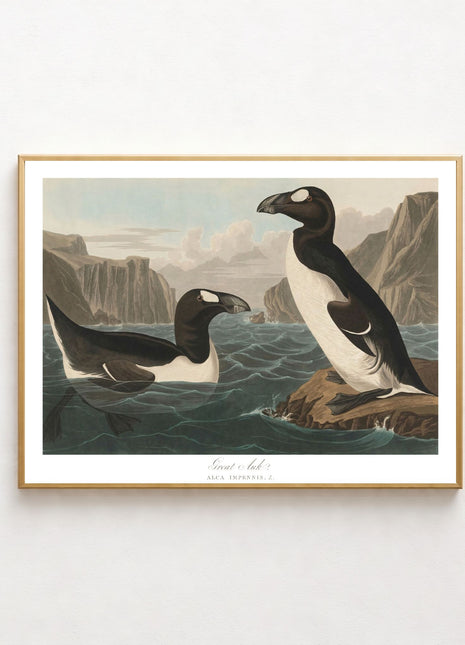 Great Auk Vintage Print — From John James Audubon’s Birds of America (1827–1838). Unframed