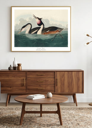 Crested Grebe Vintage Print — From John James Audubon’s Birds of America (1827–1838). Unframed