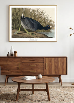 American Coot Vintage Print — From John James Audubon’s Birds of America (1827–1838). Unframed