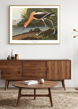 American Avocet Vintage Print — From John James Audubon’s Birds of America (1827–1838). Unframed