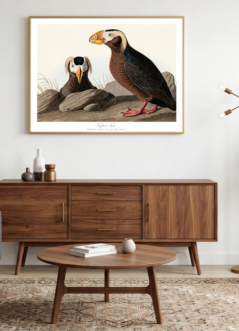 Tufted Auk Vintage Print — From John James Audubon’s Birds of America (1827–1838). Unframed