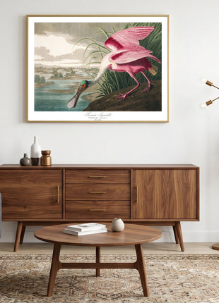 Roseate Spoonbill  Vintage Print — From John James Audubon’s Birds of America (1827–1838). Unframed