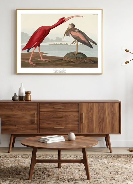 Scarlet Ibis Vintage Print — From John James Audubon’s Birds of America (1827–1838). Unframed