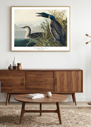 Great Northern Diver, or Loon Vintage Print — From John James Audubon’s Birds of America (1827–1838). Unframed