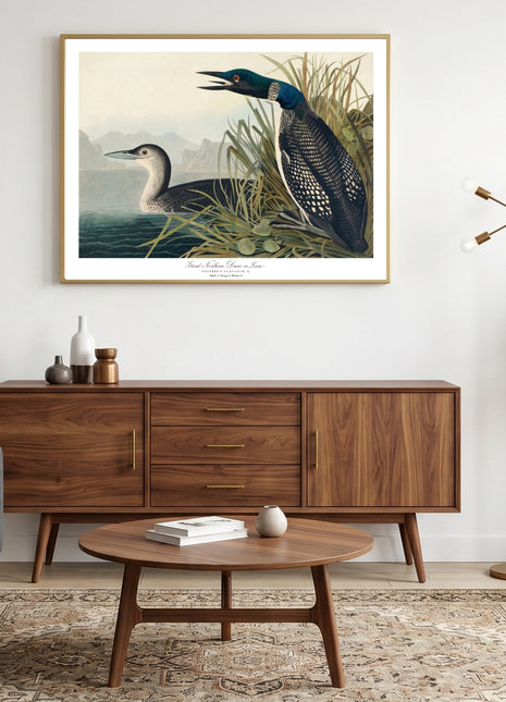 Great Northern Diver, or Loon Vintage Print — From John James Audubon’s Birds of America (1827–1838). Unframed