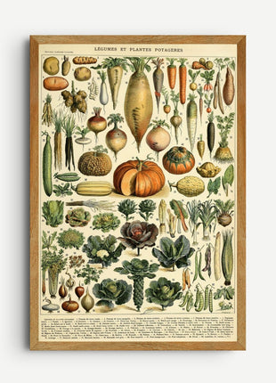 Adolphe Millot “Légumes et Plantes Potagères” Poster — Vintage Botanical Print from Le Larousse pour tous (c. 1897–1904). Unframed