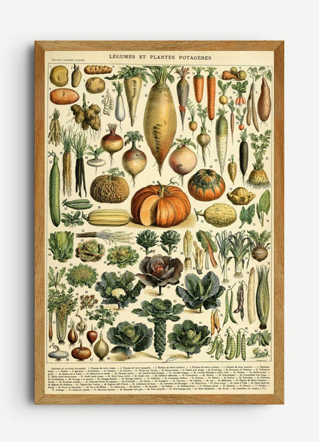 Adolphe Millot “Légumes et Plantes Potagères” Poster — Vintage Botanical Print from Le Larousse pour tous (c. 1897–1904). Unframed