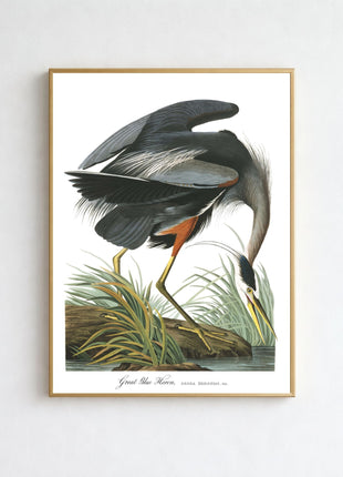 Great Blue Heron Vintage Print — From John James Audubon’s Birds of America (1827–1838). Unframed